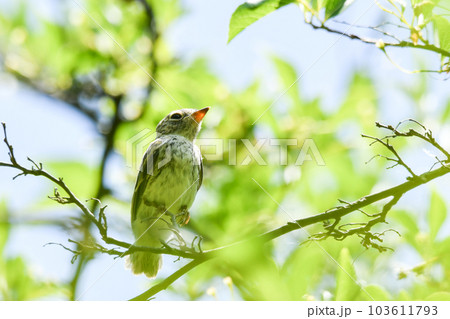 コサメビタキのひな 103611793
