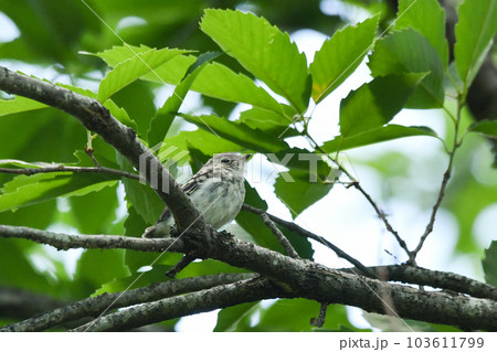 コサメビタキのひな 103611799