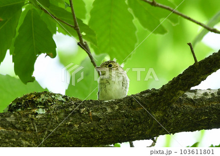 コサメビタキのひな 103611801