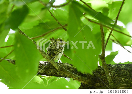 コサメビタキのひな コサメビタキのひな 103611805