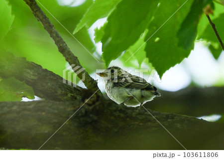 コサメビタキのひな 103611806