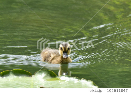 カルガモのひな 103611847