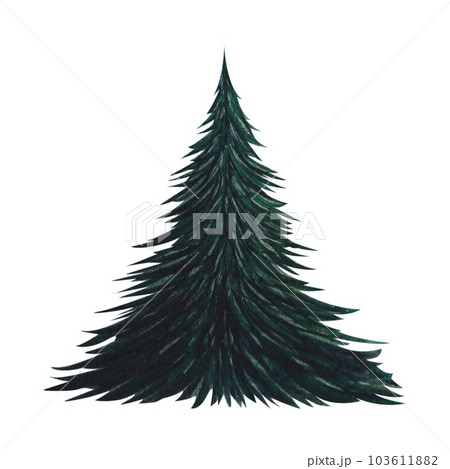 Fir tree, green spruce. Watercolor isolated illustration on a white background. Hand drawn 103611882