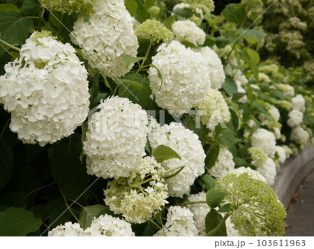アナベルの小径 (府中市郷土の森博物館) アナベルの小径 (府中市郷土の森博物館) 103611963
