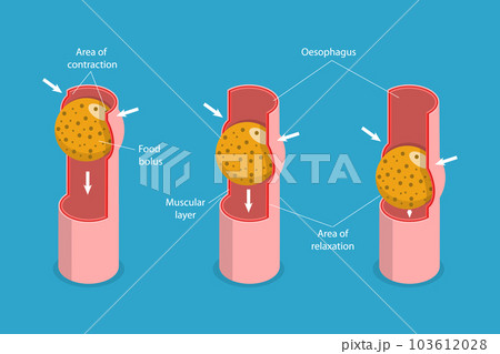 3D Isometric Flat Vector Conceptual Illustration of Peristalsis 103612028