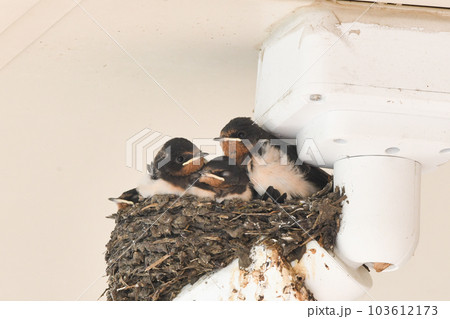 ツバメのひな 103612173