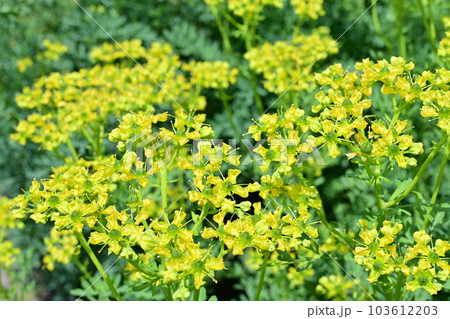 ヘンルーダ(ミカン科)の常緑小低木 ヘンルーダ(ミカン科)の常緑小低木 103612203