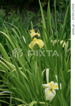 見事に水辺に咲いた黄色の花菖蒲 103612409