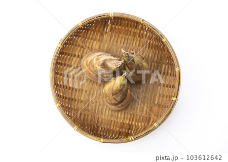 たけのこ　白バック 103612642