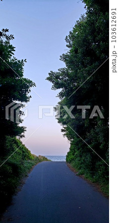 初夏の茅ヶ崎海岸の海へ向かう道【5月】 103612691