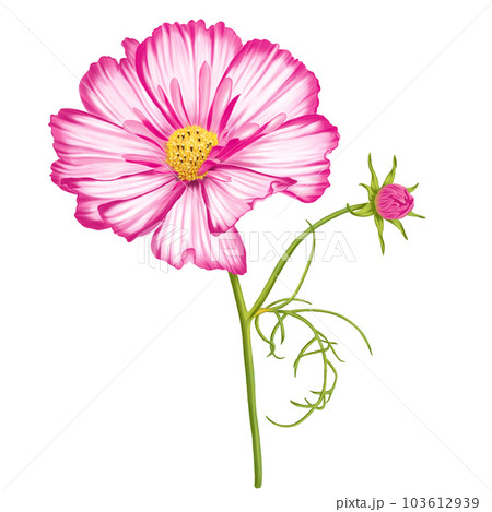 Flowers blossom drawing summer spring autumn flower floral flora Flowers blossom drawing summer spring autumn flower floral flora 103612939
