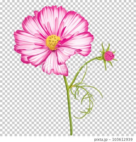Flowers blossom drawing summer spring autumn flower floral flora Flowers blossom drawing summer spring autumn flower floral flora 103612939