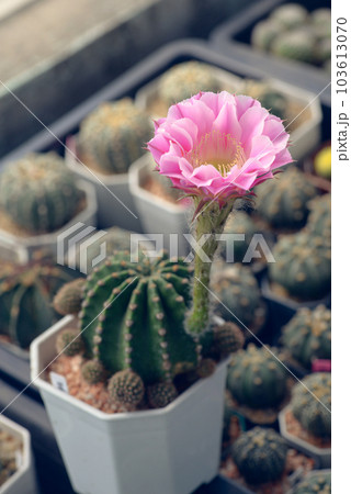 Cactus with flowers called "Echinopsis hybrid angel" Cactus with flowers called "Echinopsis hybrid angel" 103613070