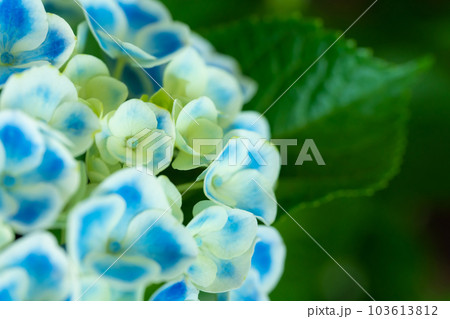 あじさい・梅雨 イメージ 103613812