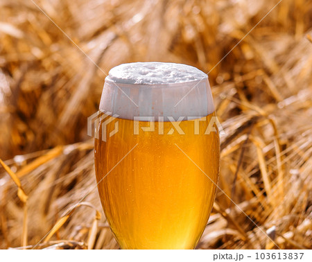 Glass of beer against wheat field 103613837