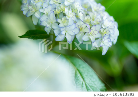 あじさい・梅雨 イメージ あじさい・梅雨 イメージ 103613892