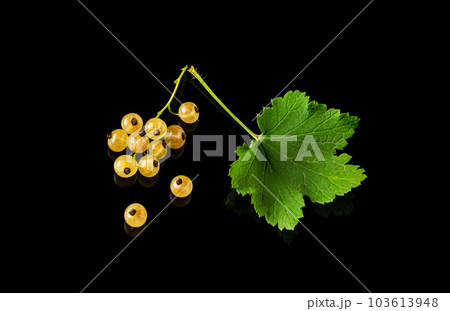 Yellow currant berries and leaves on a black background close-up. Vitamin-rich berries for a delicious diet Yellow currant berries and leaves on a black background close-up. Vitamin-rich berries for a delicious diet 103613948