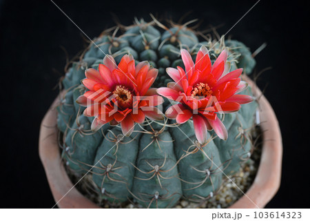 Cactus with flowers called "Gymnocalycium baldianum" Cactus with flowers called "Gymnocalycium baldianum" 103614323