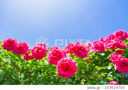陽が射すピンク色の薔薇の花 陽が射すピンク色の薔薇の花 103614703