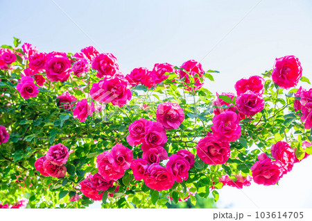 陽が射すピンク色の薔薇の花 陽が射すピンク色の薔薇の花 103614705