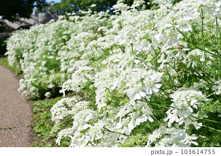 オルレヤ　グランディフローラ（セリ科）の可憐な花 103614755