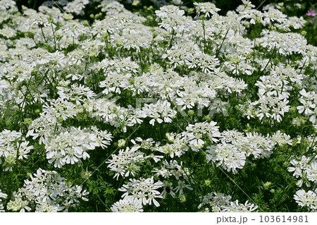 オルレヤ(セリ科)の可憐な花 オルレヤ(セリ科)の可憐な花 103614981