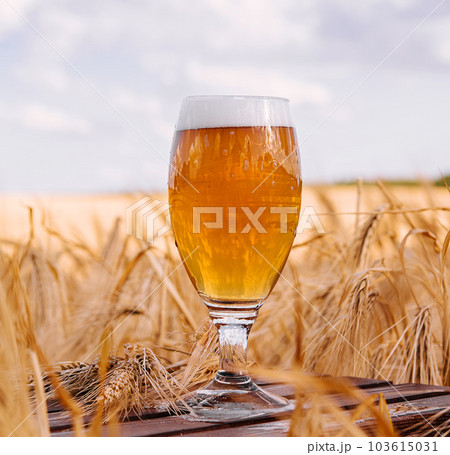 a glass of beer in a wheat field 103615031