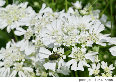 オルレヤ（セリ科）の白い花 103615400