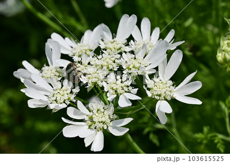 オルレヤ（セリ科）とカナブン 103615525