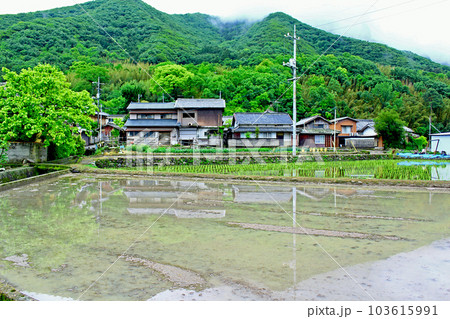 【香川】初夏の小豆島　田んぼに映り込む田園風景 103615991