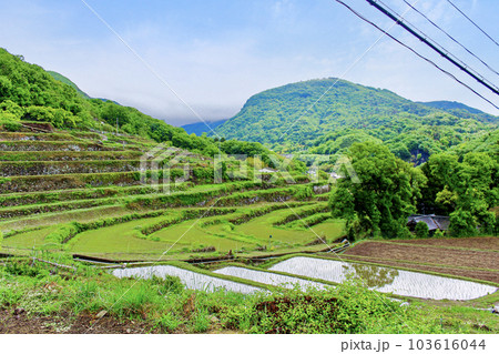 【香川】初夏の小豆島　田植えが始まった中山千枚田 103616044
