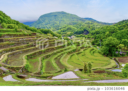 【香川】初夏の小豆島　田植えが始まった中山千枚田 103616046