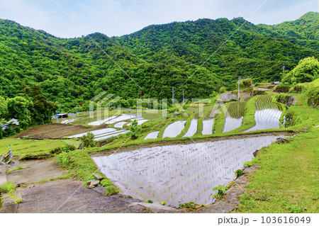 【香川】初夏の小豆島　田植えが始まった中山千枚田 103616049