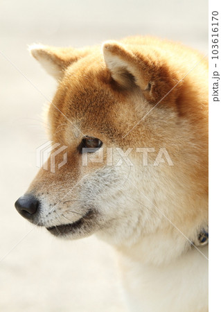 庭で遊ぶ柴犬 庭で遊ぶ柴犬 103616170