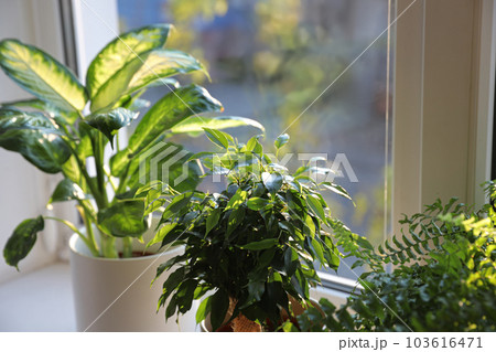 Different potted plants on window sill at home, closeup 103616471