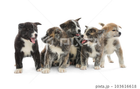 Cute Akita inu puppies on white background. Friendly dogs 103616618