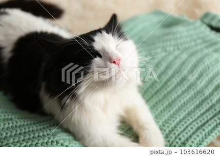 Cute cat relaxing on green knitted fabric. Lovely pet 103616620