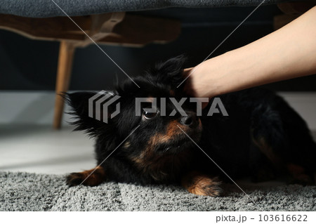 Woman hurting dog at home, closeup. Domestic violence against pets Woman hurting dog at home, closeup. Domestic violence against pets 103616622