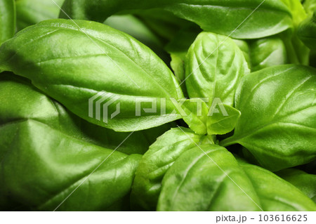 Fresh basil leaves as background, closeup view 103616625