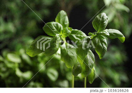 Fresh green basil on blurred background, closeup 103616626