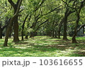 夏 サマーイメージ 夏イメージ 103616655