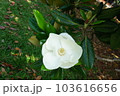 クロ－ズアップ クローズアップ 接写 103616656