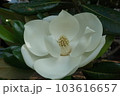 クロ－ズアップ クローズアップ 接写 103616657