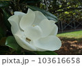 クロ－ズアップ クローズアップ 接写 103616658