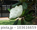 クロ－ズアップ クローズアップ 接写 103616659