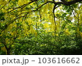 景色 風景 自然 103616662