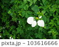 夏 サマーイメージ 夏イメージ 103616666