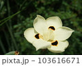 花 フラワー お花 103616671