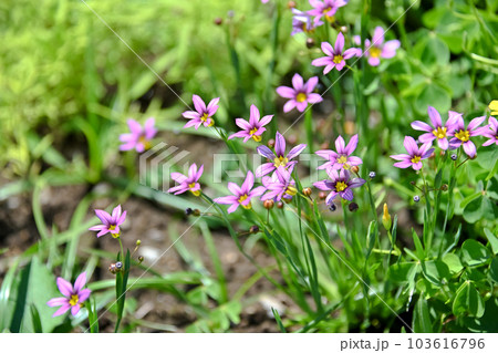 ニワゼキショウ 103616796