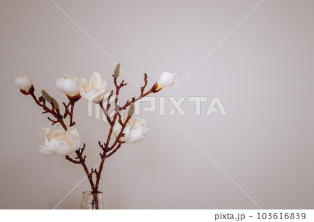 Sprig of blossoming magnolia denudata isolated on light pink background Sprig of blossoming magnolia denudata isolated on light pink background 103616839